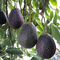 Live HASS Avocado Trees Plants Seedlings, 7 Months Old, Well Rooted HASS Avocado Plants Trees in 4 Inc Pot for Planting, Cold Hardy
