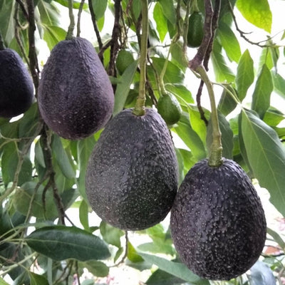 Live HASS Avocado Trees Plants Seedlings, 7 Months Old, Well Rooted HASS Avocado Plants Trees in 4 Inc Pot for Planting, Cold Hardy