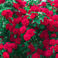Light Red Climbing Rose Live Plant, Can Grow As Rose Bushes Shrubs, Fragrant Ready to Plant, Starter Size, 5 to 10 Inc Tall, Dormant in Winter