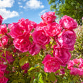 Random Climbing Rose Live Plant, Can Grow As Rose Bushes Shrubs, Fragrant Ready to Plant, Starter Size, 5 to 10 Inc Tall, Dormant in Winter