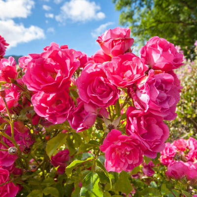 Random Climbing Rose Live Plant, Can Grow As Rose Bushes Shrubs, Fragrant Ready to Plant, Starter Size, 5 to 10 Inc Tall, Dormant in Winter