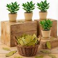 8-12" Bay Leaf Live Plants in 4" Pot, Bay Leaf Tree, 1 Year Old Sweet Bay Laurel Herb Plant, Laurus Nobilis Plant for Growing Indoor Outdoor