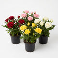 Random Mini Rose Plant Live in 4 Inch Pot, Miniature Rose Flower Plant for Indoor Outdoor Garden, Patio and Home Decor, 4-6 Inches