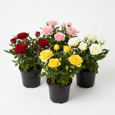 Random Mini Rose Plant Live in 4 Inch Pot, Miniature Rose Flower Plant for Indoor Outdoor Garden, Patio and Home Decor, 4-6 Inches