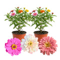 2 Zinnia Plants Live 4 Inch Pot, Flowering Annual Plant for Garden Planting, Bright Zinnia Flowers Starter 4-8 Inch, 2 Plants per Pot