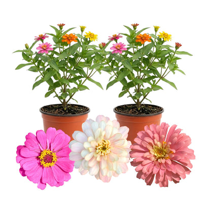 2 Zinnia Plants Live 4 Inch Pot, Flowering Annual Plant for Garden Planting, Bright Zinnia Flowers Starter 4-8 Inch, 2 Plants per Pot