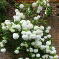 Old Fashion Viburnum Plant Live for Planting, Snowball Viburnum Shrub Viburnum Bush Flowers in 4 Inc Pot, Viburnum Tree Ready to Grow