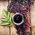Black Elderberry Bush Live Plant, Berry Shrub, 8-12 Inch Tall