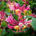 Pink Yellow Honeysuckle Vine Live Plant 2.5 Inc Pot Fragrant Red-Pink and Yellow Flowers, Cold Hardy