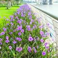 06 Mexican Petunias Live Plants for Spring Planting, 4-6" Well Rooted for Outdoor Growing, No Pot, (Purple Petunia)