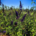 Potted Butterfly Bush Live Plant, 5-9" in Tall, Cold Hardy, Spring Outdoor PlantingBlooms Summer to Fall, Dormant in Winter (Violet Buddleia Plant)