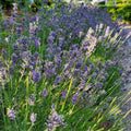 French Lavender Herb Live Plant, Fragrant Purple Lavender in Quart Pot for Patio, Balcony, Indoor or Outdoor Planting