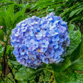 Blue Hydrangea Bush Live Plant, Cold Hardy Flowering Shrub, 1-1.5 Ft Tall