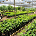 Live Moringa Oleifera Plant, 4 to 8 Inches Tall, Outdoor Tree