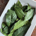 Bay Leaf Plant Live, Bay Laurel Tree Live Plants, 1 Year Old, 4" Pot, Sweet Bay Laurus Nobilis Live Plant for Planting Indoor Outdoor Garden