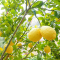 Live Yellow Lemon Tree, 3-5" Tall, Well Rooted for Planting