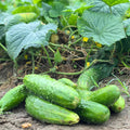 Set 2 Green Cucumber Plants Live, 4-7'' Tall, Vine Vegetable Plant Starter