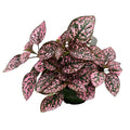Rose Polka Dot Variegated Plant Live, Small Indoor Plants, 2.5 Inches Pot for Houseplant