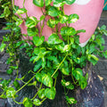 Golden Pothos Plant Live in 4 in Potted, House Plant for Growing, Pothos Live Plant Pot