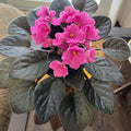 Pink African Violet Plant Live, 4 Inch Pot, Indoor Flowering Plant