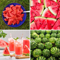 Red Watermelon Live Plant Seedling for Outdoor Garden and Home Growing, Fresh Watermelon Plant 3-6 Inch Tall, Fruit Plant in Pot