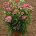 Yarrow Plant, Deep Rose Yarrow Plants Live, 5 to 7 Inc Tall Garden Indoor Outdoor