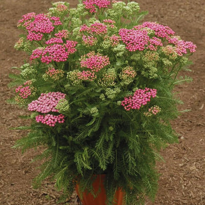 Yarrow Plant, Deep Rose Yarrow Plants Live, 5 to 7 Inc Tall Garden Indoor Outdoor