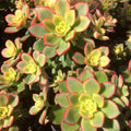 Easy Care Aeonium Plant Live 4” Pot, Rare Succulents Plants Live, Well Rooted, Easy Care House Plants (Green with Pink)