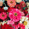 Zinnia Plant Live 4 Inch Pot, Zinnia Flowering Plant for Garden, Colorful Annual Flower Plant for Raised Beds, Patio Containers or Outdoor Growing, 4-8 Inches