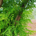 Moringa Tree Plant Live Moringa Plant for Garden, 4 Inc Pot, Moringa Oleifera Plant, Herb Garden