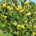 Sweet Gooseberry Plant, 5-7" Live Gooseberry Starter Plant in Soil, No Pot - Edible Berry Fruit Shrub, Cold Hardy Outdoor Garden Plant