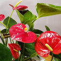 Red Anthurium Plant Live in 4 Inches Pot, Anthurium Live Plant, House Plant Live