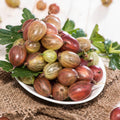 Red Purple Gooseberry Plant, 5-7" Starter Plant, Live Gooseberry Fruit Bush Plants in Soil, No Pot - Edible Berry Fruit Shrub, Hardy Outdoor Garden Plant