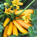 2 Summer Squash Plants Live 4'' Pot, Edible Squash Plant for Raised Beds, Patio Containers or Outdoor Growing, 2 Plants per Pot