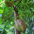 Soursop Plant Live, Annona Muricata Soursop Tree Live Plant, Guanabana Fruit Tree for Gardening, 5 to 7 Inches Tall