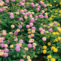 2 Light Pink Lantana Plants Live Trees, Ready to Bloom, Hardy Long Blooming Seasons, Vibrant Colorful Perennial Fragrant, 5-10" in Tall, Full Sun Growing