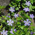 Vinca Minor Plant in 4 Inches Pot, Ground Cover Plant Live for Garden Growing, Periwinkle Plants Live