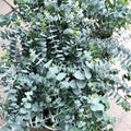 Blue Eucalyptus Plant Live, Eucalyptus Tree Live Plant, Houseplants for Planting, 4 to 6 Inches Tall