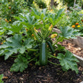 Green Zucchini Live Plant, Zucchini Vegetable Vine Plant, 4-7" Tall in Pot