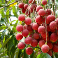 Lychee Tree Live Plant, 5 to 8 Inc Tall, Lychee Fruit Tree for Gardening Outdoor