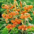 10 Turk Cap Lily Bulbs for Planting, Tiger Lily Like, Vibrant Orange Flower, Spring Bloom, Year-Round Planting
