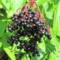 Black Elderberry Plant Live, Backyard Berry Plant, 10-12 Inch Tall