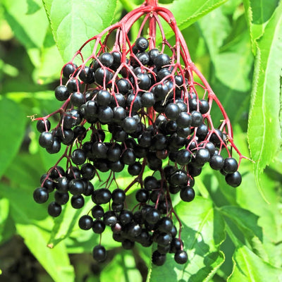 Black Elderberry Plant Live, Backyard Berry Plant, 10-12 Inch Tall