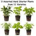 Set 3 Assorted Herb Plants, 3 to 6 Inch Tall Mixed Herb Starter Plants, Oregano, Rosemary, Lemon Balm, Lavender, Mint and Other Varieties, Without Pot, Fragrant Herbs Plant for Garden