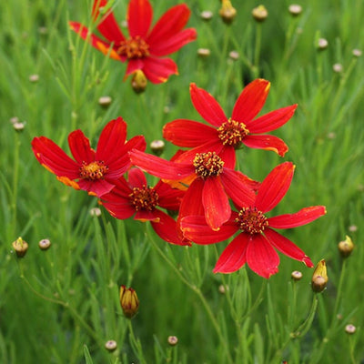Red Coreopsis Plant Live, 3-5 Inch Tall, Hardy Red Tickseed Flower Plant, Flowering Perennial Garden and Patio, No Pot