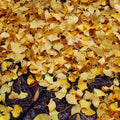 Ginkgo Tree Live Plant, Potted Ginkgo Plant Live, 8 to 11 Inc Tall, Shrub Tree Plant
