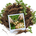 Set 10 Strawberry Bare Roots, Strawberry Plant Live, 5 to 7 Inc Tall, Fruit Garden (White)