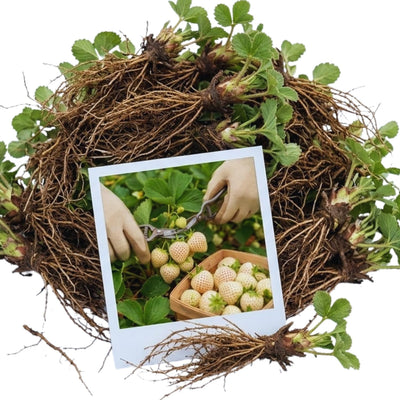 Set 10 Strawberry Bare Roots, Strawberry Plant Live, 5 to 7 Inc Tall, Fruit Garden (White)