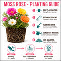 2 Random Moss Rose Plant Live in 4 Inch Pot, Portulaca Flower Plant for Garden Beds, Patio Containers and Outdoor Growing, 4-7 Inches