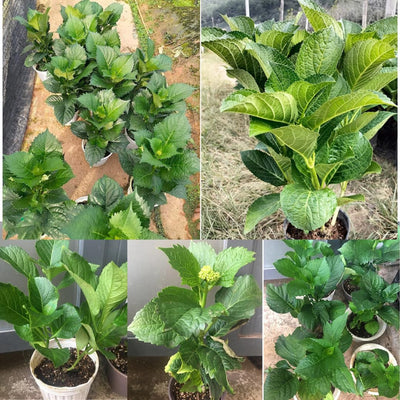 Blue Pink to Purple Hydrangea Bush Plant Tree Live Shrub, 5-12" Starter Plant Hydrange Tree Plants, Dormant No Leaf in Winter, Cold Hardy Temperate